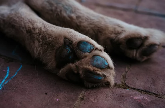 강아지 발바닥/출처:어도비스톡