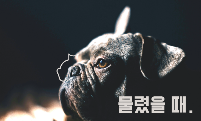 동물에게-물렸을때
