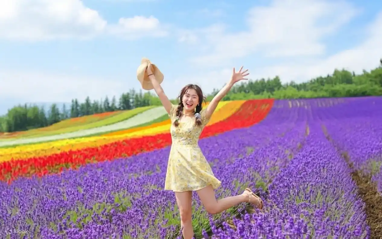 삿포로 여름휴가 필수 코스를 확인하고 비에이 라벤더 투어를 즐기는 여행객