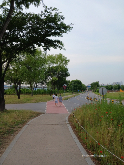 Three people walking along a quiet trail surrounded by trees and wildflowers at Gwangnaru Hangang Park, symbolizing the simplicity and everyday power of walking.-광나루 한강공원의 들꽃 옆 산책로를 걷는 세 사람. 자연 속에서 누구나 실천할 수 있는 걷기 운동의 평범하고도 강력한 힘을 상징하는 장면.