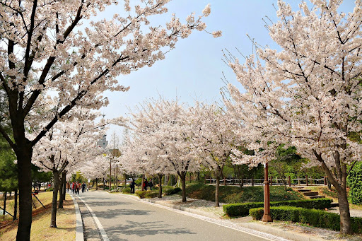 2024 서울 벚꽃 명소 BEST 10