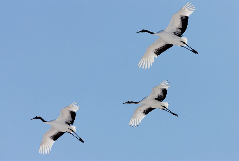 군계일학 - 학의 아름다운 비행