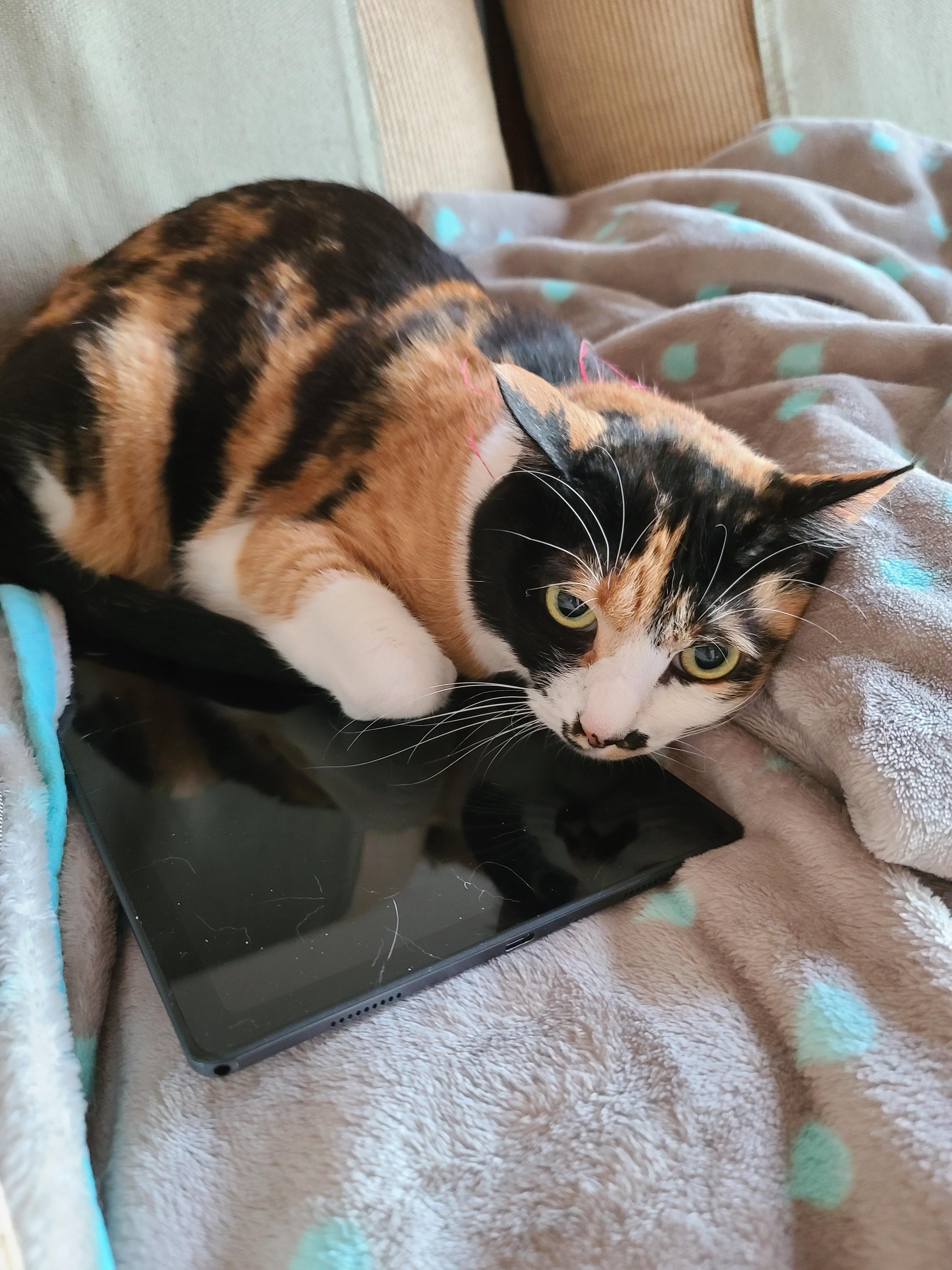 고양이 스케일링