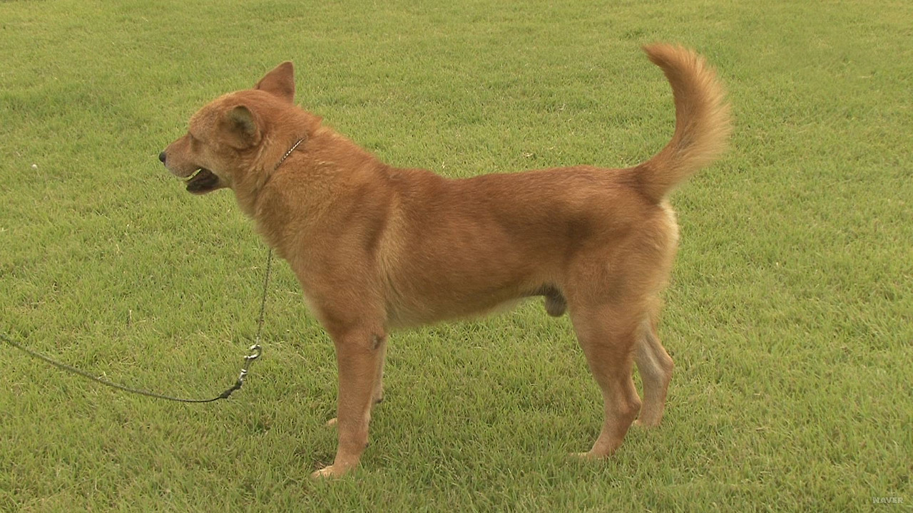 ▲ 강아지 종류 및 품종별 특징 총정리: 나에게 맞는 반려견 고르는 법 (사진 : 네이버 지식백과)