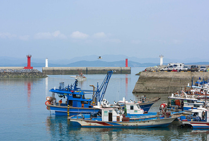 서천 동백꽃 주꾸미축제
