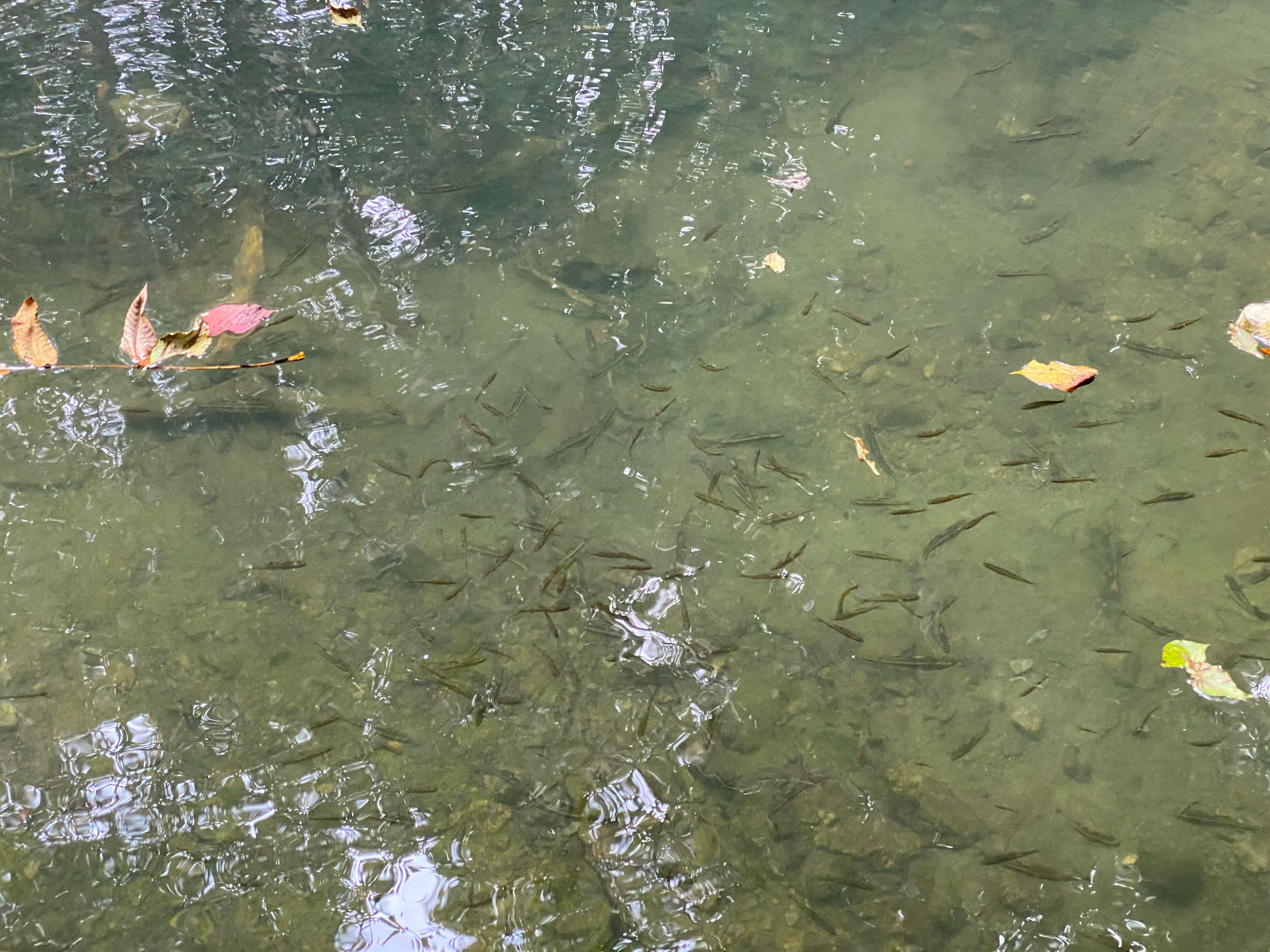 하동 삼성궁 가는길 입장료 단풍구경 근처 가볼만한곳 사진찍는곳 추천/카페 파전 막걸리 