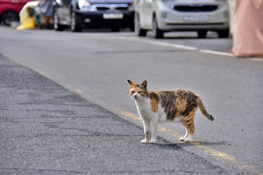 창원시 마산합포구 난포항에서 본 고양이