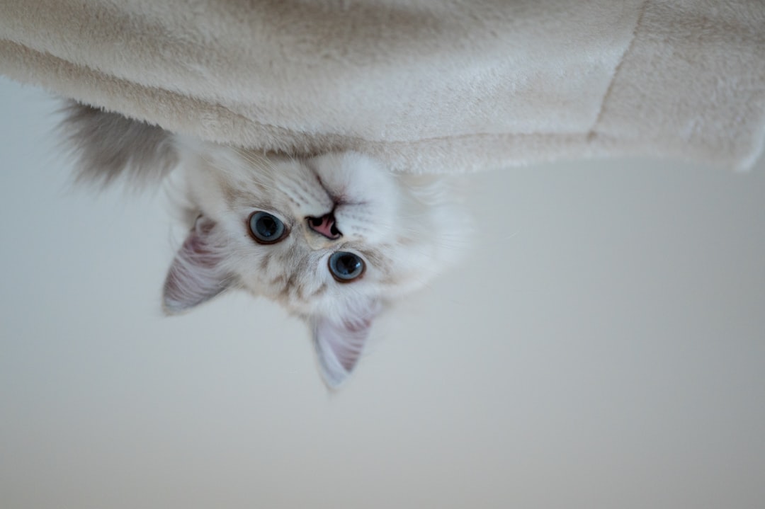 Kitten.
