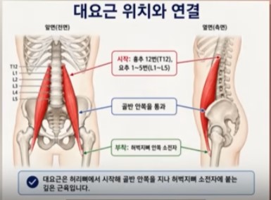 대요근
