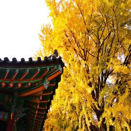 홍천은행나무숲-단풍명소