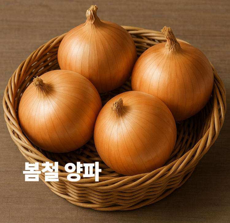심혈관질환예방 세포손상 노화억제 봄철 양파 효능 영양성분