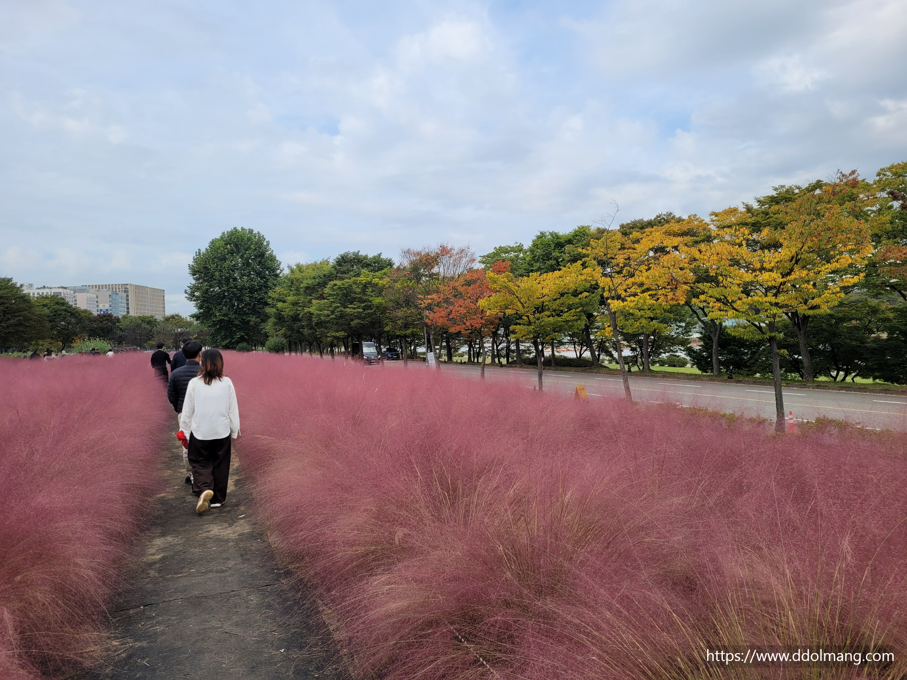 만개한 핑크뮬리와 관광객들