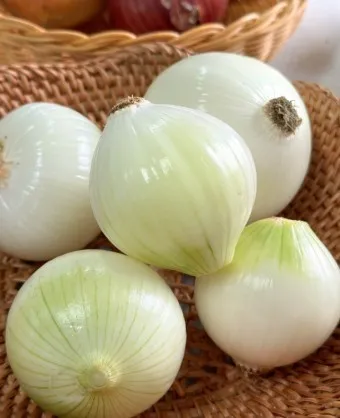 양파 수확시기_11