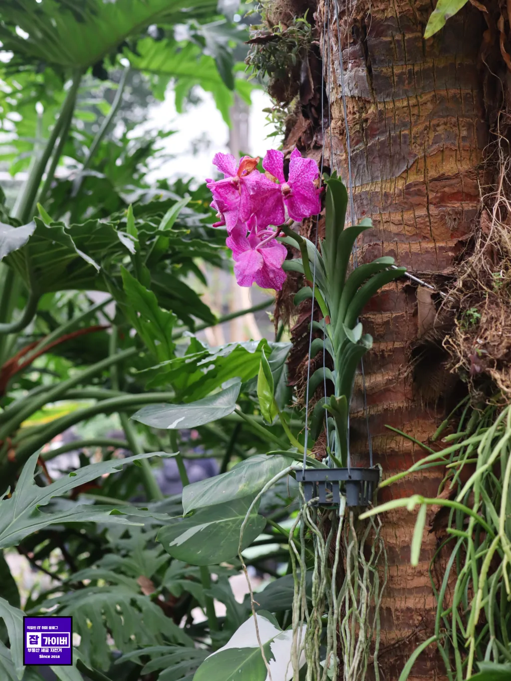 서울식물원 온실 지중해관 전시 공간