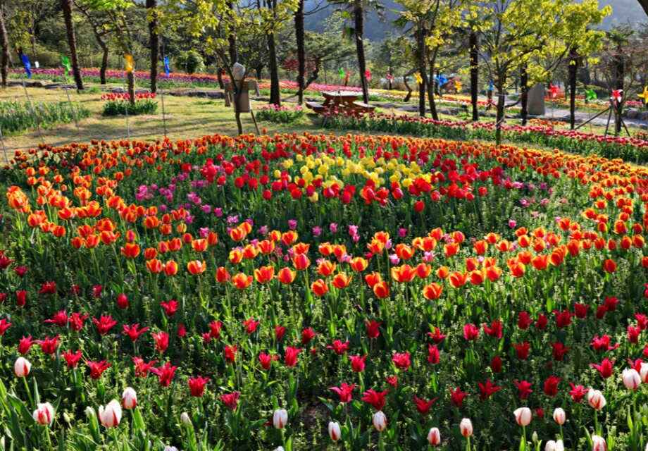 장흥 하늘빛수목원 튤립축제
