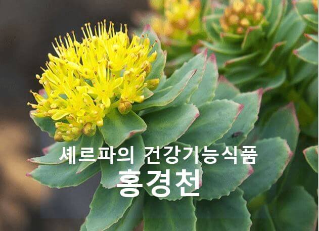 스트레스 조절에 도움을 주는 홍경천