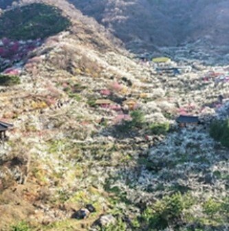 2025 광양 매화축제