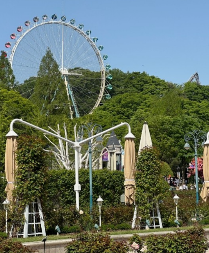 2024 에버랜드 은행나무숲산책 신청