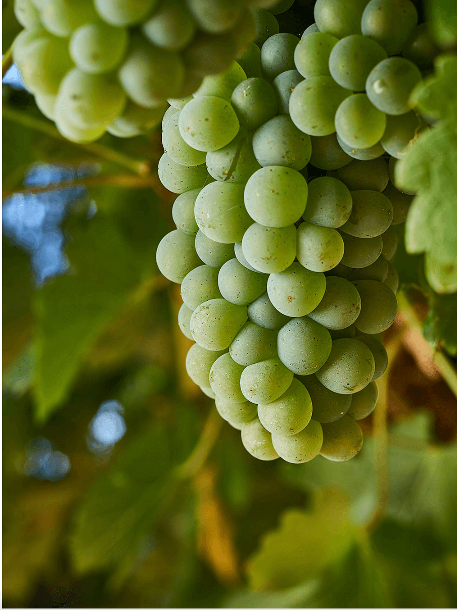 소비뇽 블랑 품종