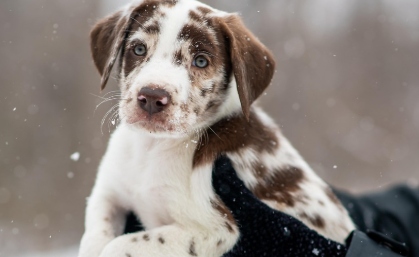 강아지 피부병의 주요 증상 관련 사진