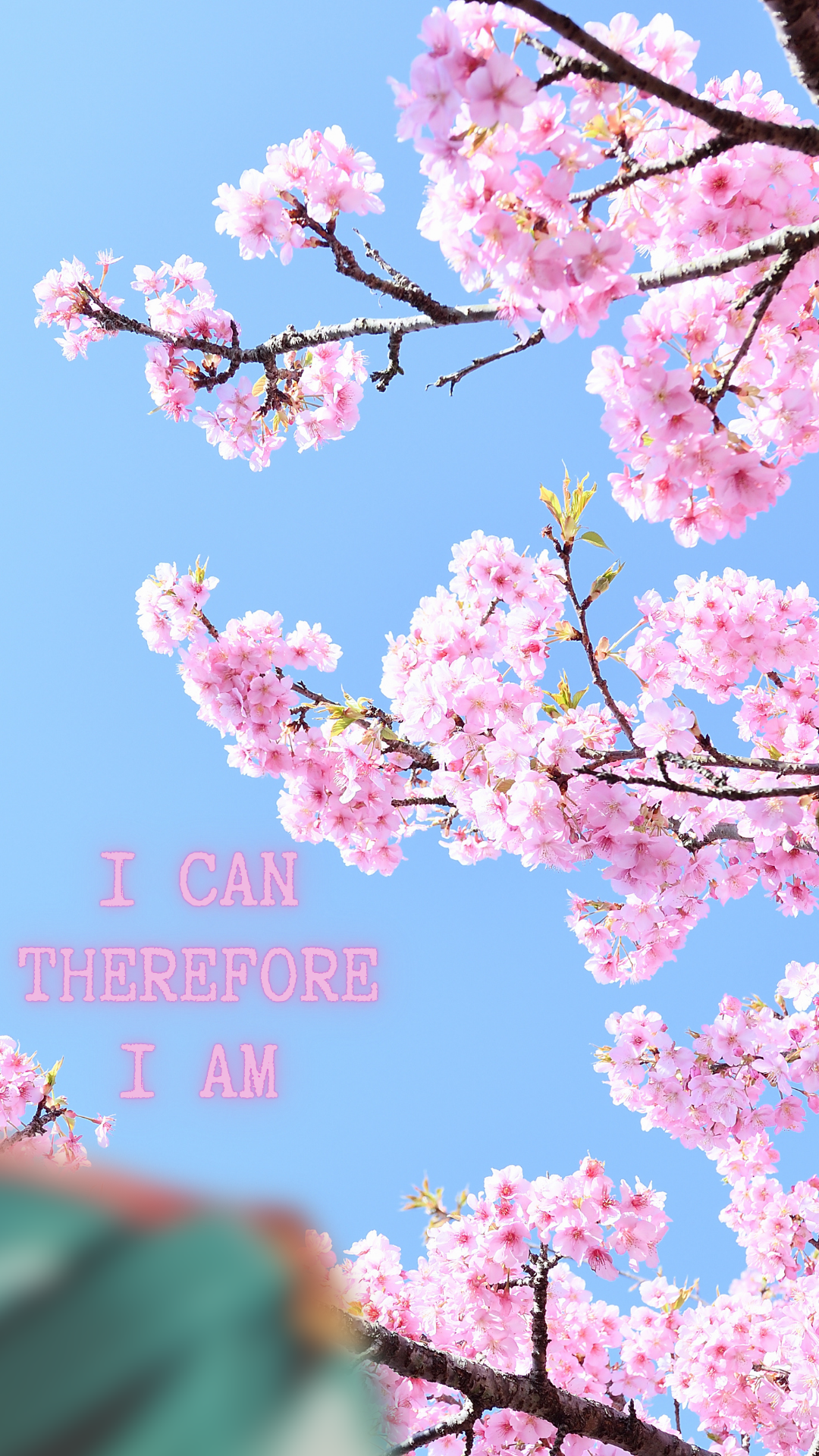 벚꽃 배경화면 이미지 그림 사진 모음집