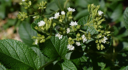 스테비아-식물-사진