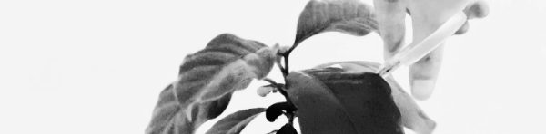 커피나무 가지치기