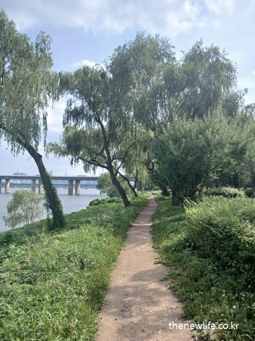 A riverside trail with green bushes and willow trees, overlooking a bridge — a calming route that may help ease air conditioning sickness symptoms./다리와 강을 배경으로 한 푸른 버드나무와 산책로 — 냉방병 증상 완화에 도움이 되는 자연 경로입니다.