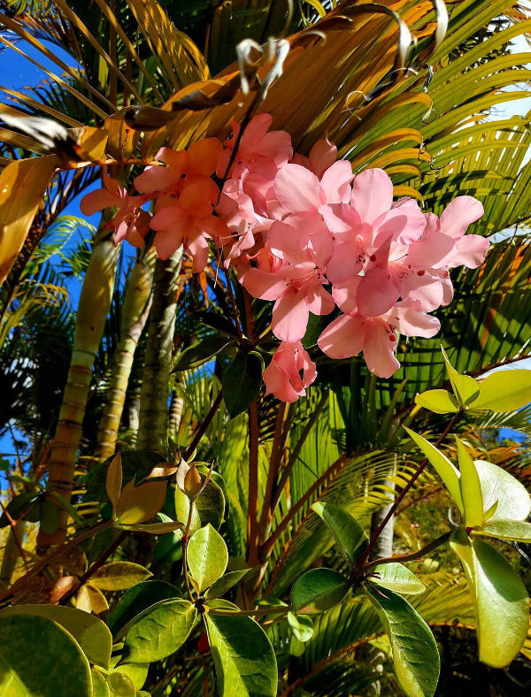 와이메아-벚꽃-사진