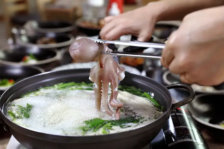 국내산 낙지로 만든 낙지볶음 & 낙지 물회 맛있는 곳 추천