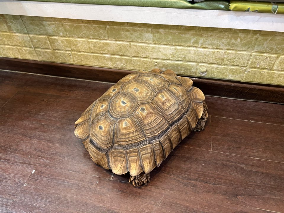 거북이