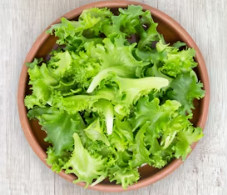 양상추 효능 부작용 고르는법 칼로리