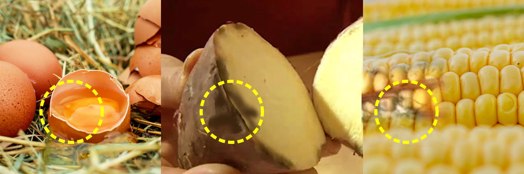 깨진계란 검은반점 고구마 곰팡이 핀 옥수수 사진