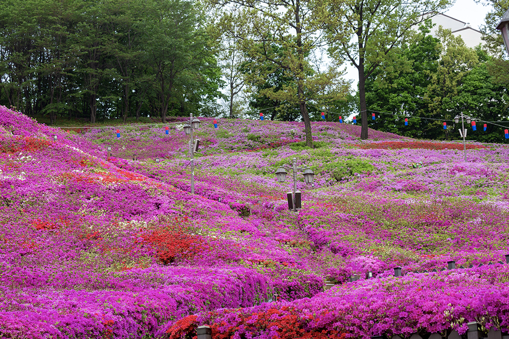 2025년 군포철쭉축제