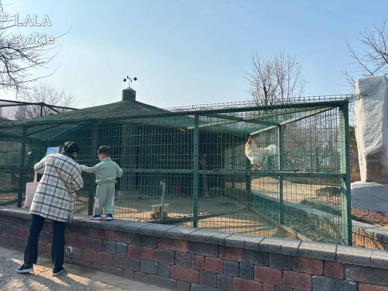 고양시-일산서구-가족나들이-추천-일산호수공원-닭