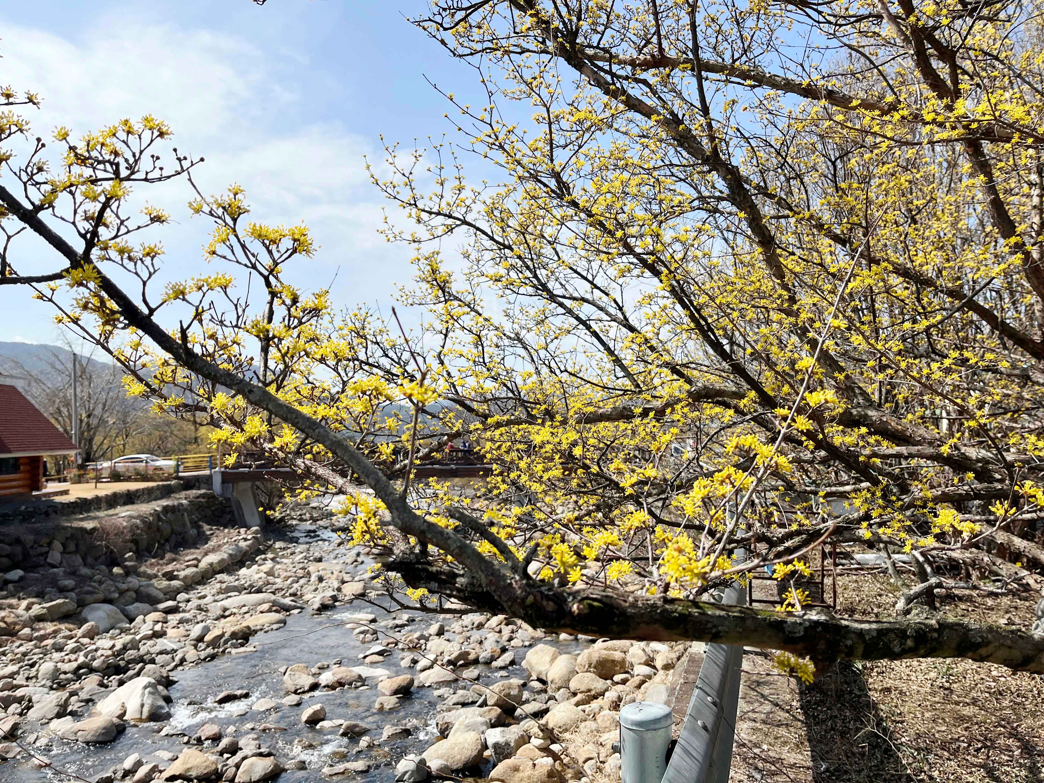 구례 산수유마을 반곡마을