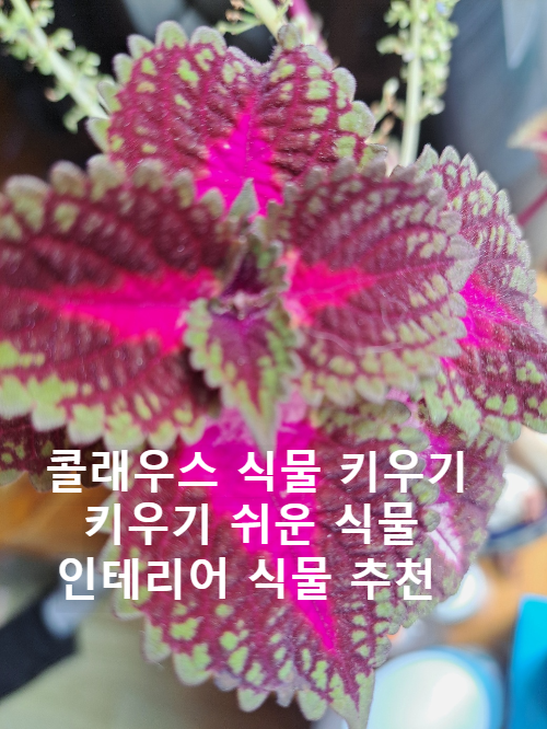 콜레우스 식물 키우기 반려 식물 인테리어 식물