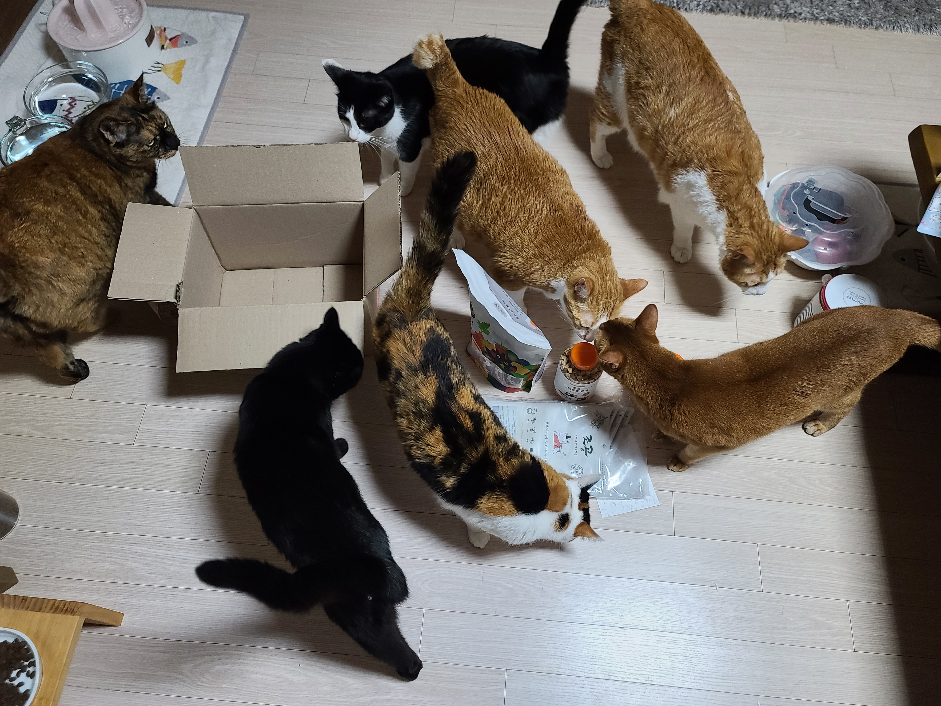 아이들의 간식꾸러미가 도착했다! 고양이들 여름나기 간식 구비 완료!