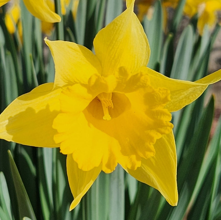 곤지암 화담숲 수선화축제