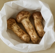 송이버섯 보관방법