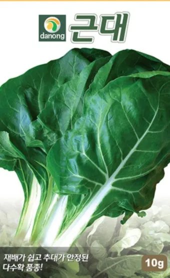 근대 재배 잎 따기 간격 유지 연속 수확_10