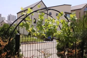 지지대 설치 방법 고추 토마토 참외 수박 쓰러짐 예방_11