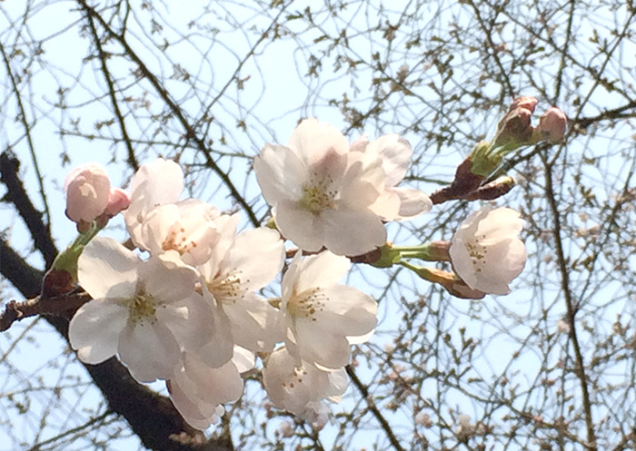 2023 벚꽃 개화 시기