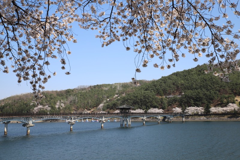 벚꽃 개화시기 2023