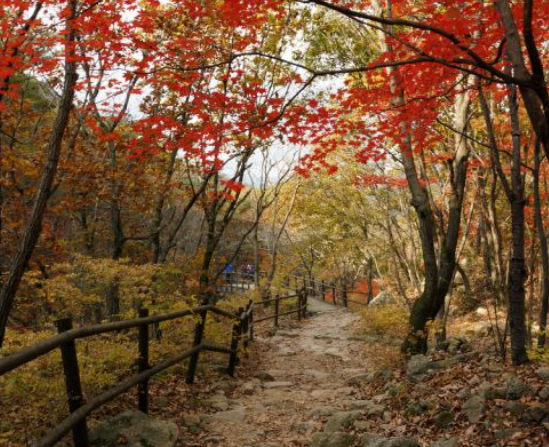 2025 월악산 단풍 절정 시기! 가을 명소 & 등산 코스 완벽 정리