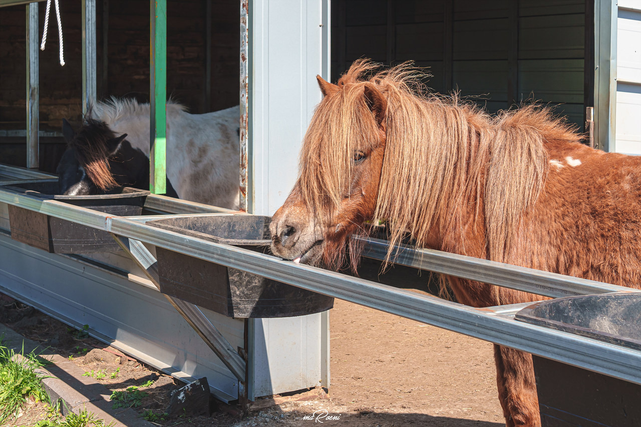 제주 레일바이크