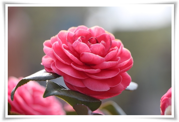 "동백꽃" 겨울의 끝 봄의 우아함을 담은 붉은 보석!