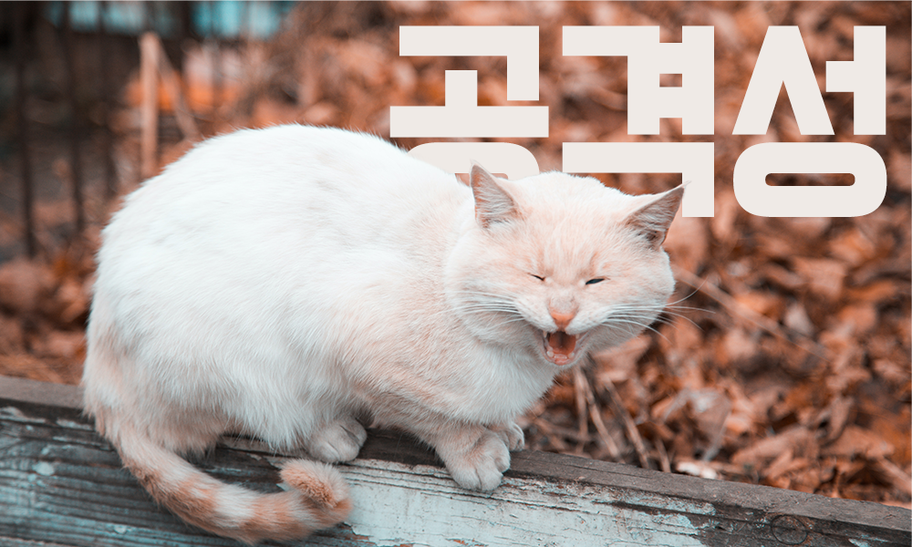 고양이-공격성