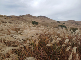 황매산 억새축제