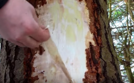 한국의 떡 종류 송기떡-속껍질(송기)